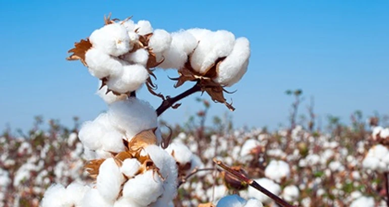 Cotton and shells. Ukraine's first steps towards gunpowder production