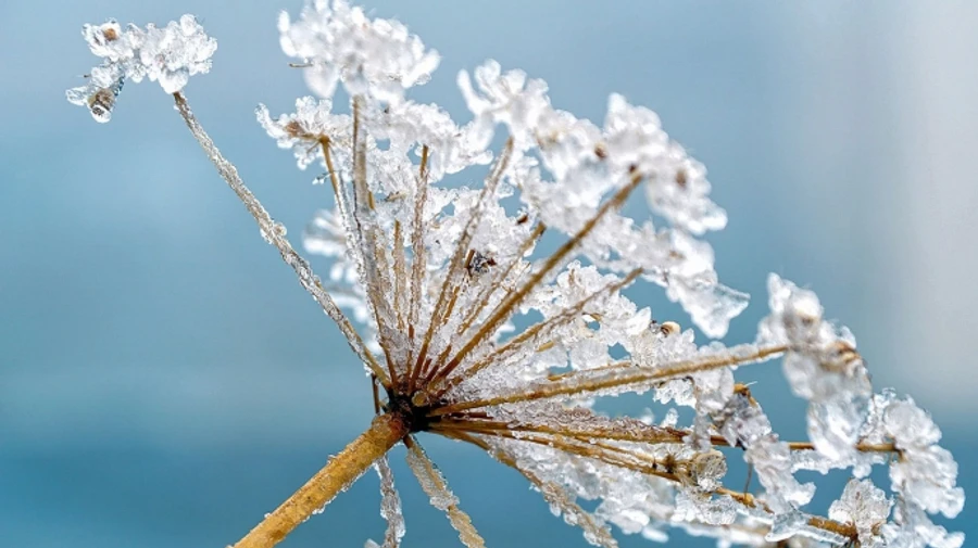 31 января и 1 февраля будут без осадков, а дальше придут дождь и снег