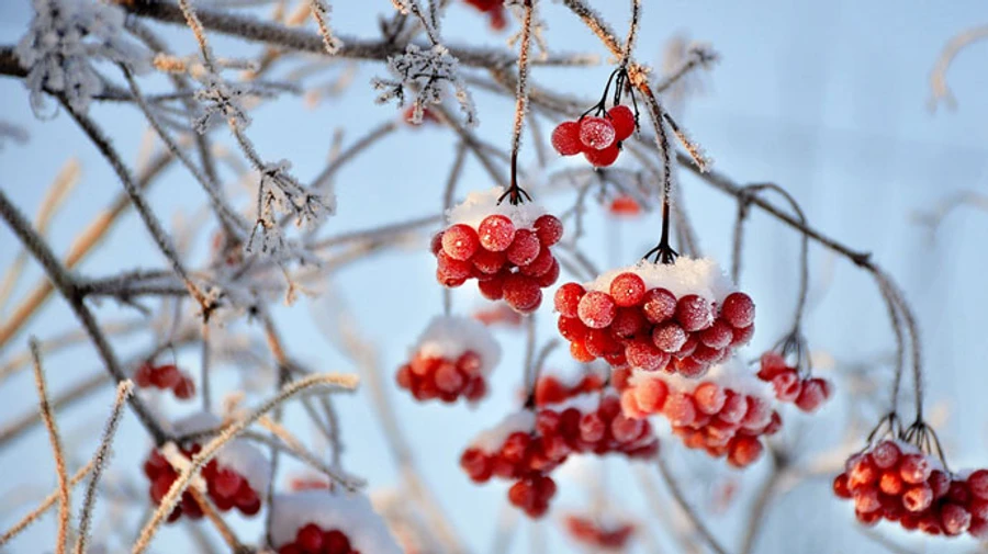 В Украине ожидаются снег и морозы 
