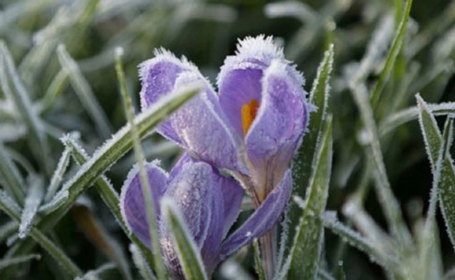 В Киеве ожидаются заморозки