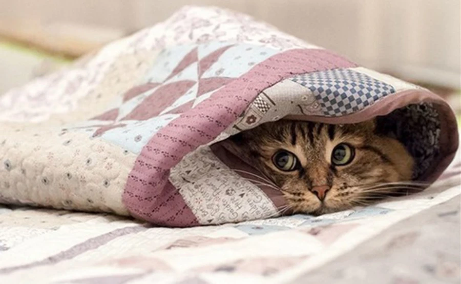 Насувається похолодання, літнє тепло затримається в двох регіонах