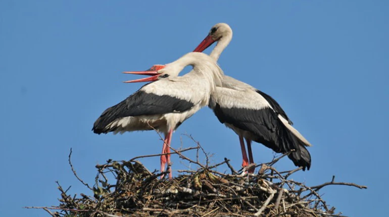 Любовные драмы в аистином гнезде: что история Одарки и Грицыка говорит о отношениях аистов
