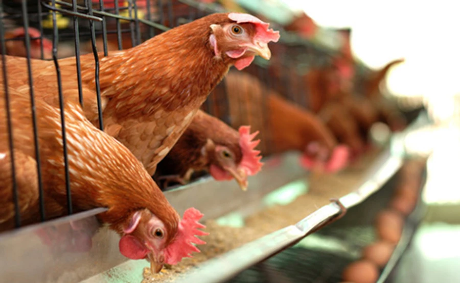 ЕС увеличит беспошлинные квоты на курятину из Украины и закроет лазейку Косюка