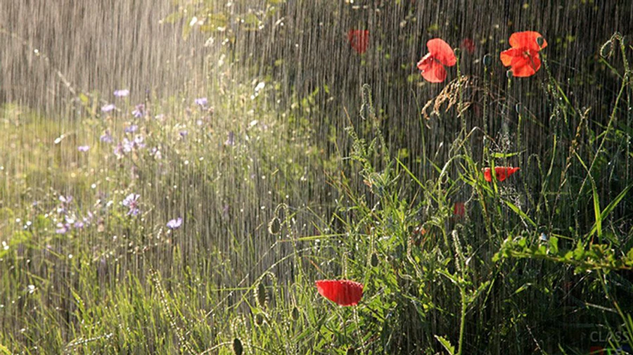 Більшу частину України знову накриють дощі 