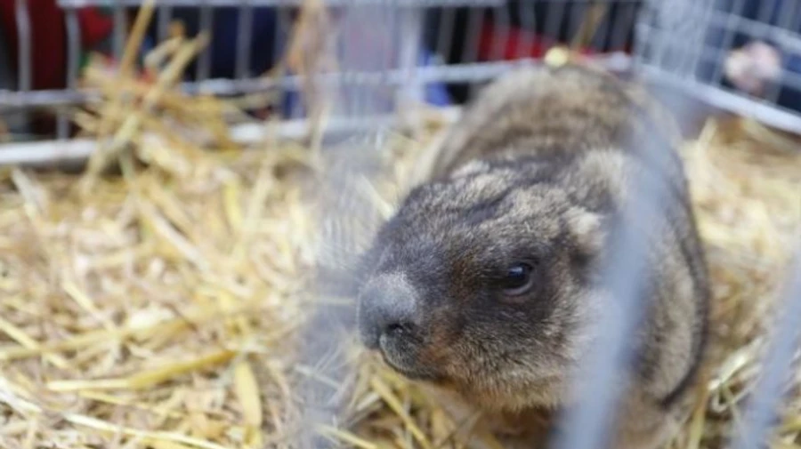 Львівські бабаки не віщуватимуть весну на Стрітення: сплять