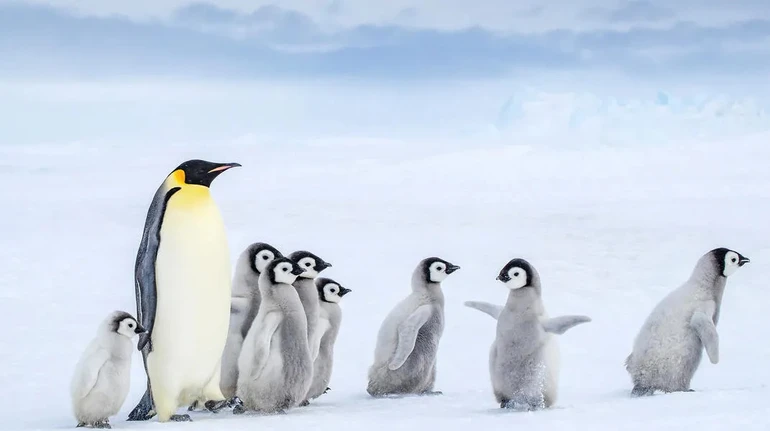 Популяції скорочуються: імператорські пінгвіни та морські котики опинилися під загрозою зникнення
