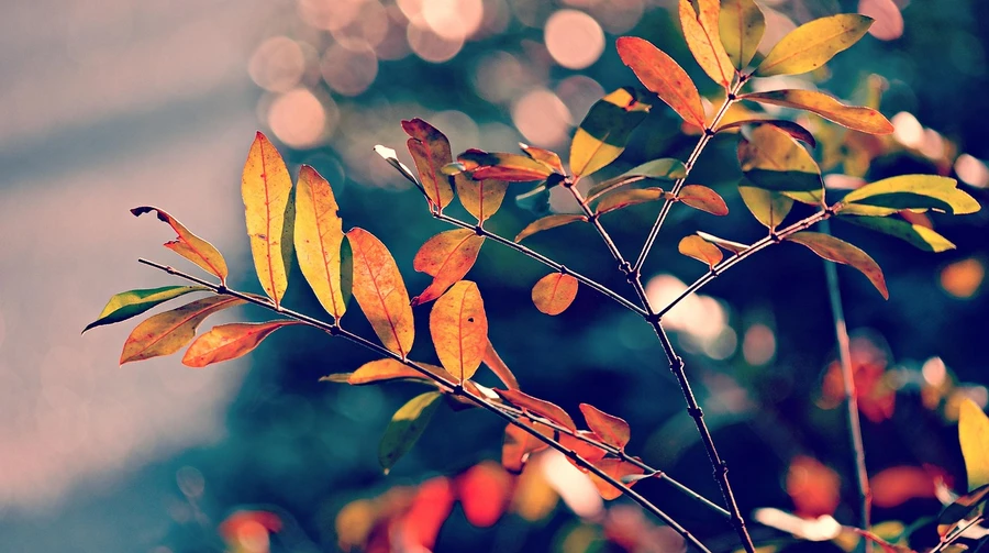 В Україні трішки потеплішає, у середу на сході очікують дощ з мокрим снігом