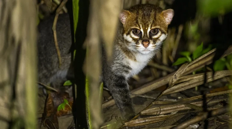 Вважали вимерлим: уперше за 30 років в Таїланді зазнімкували суматранського кота