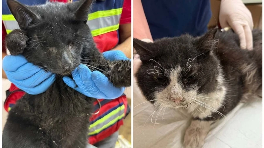 Two cats rescued from under rubble after Russian attack on Kyiv; one lost sight and hearing – photo