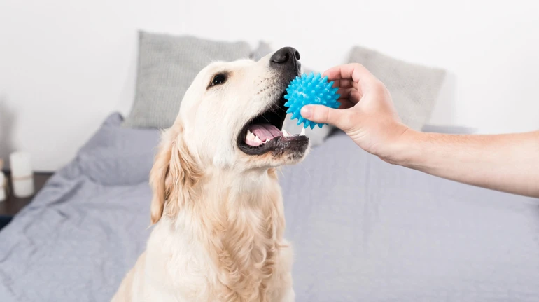 Все понимают? Ученые выяснили, что собаки могут изучать новые слова, подслушивая разговоры людей