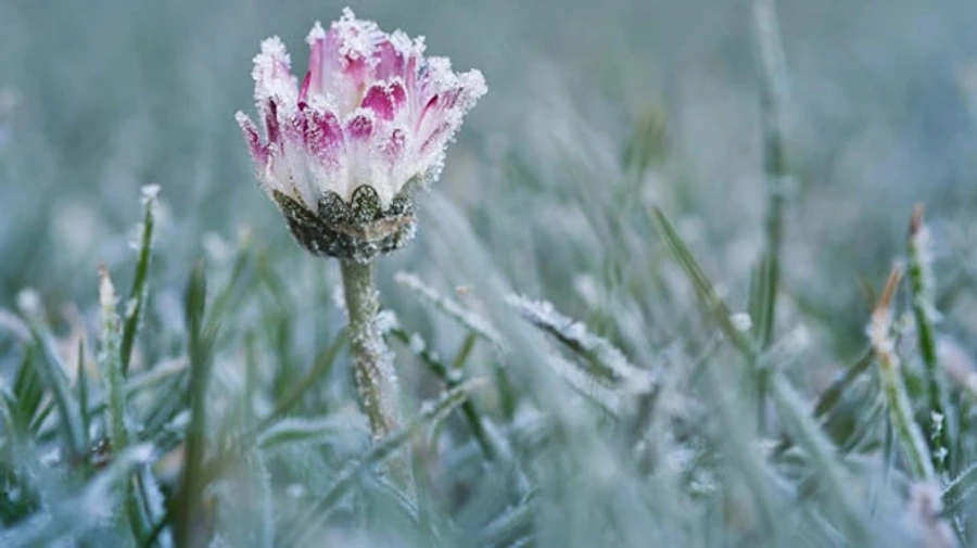 Синоптики прогнозують мряку та заморозки