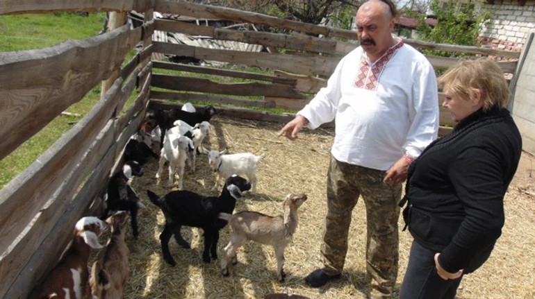 Или они умрут, или мы переедем: как фермер из Донбасса вывез из-под обстрелов 150 коз за 1000 км