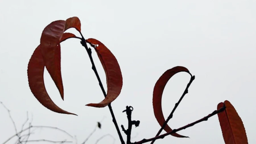 На Покров в Украине будет от 2° мороза до 16° тепла