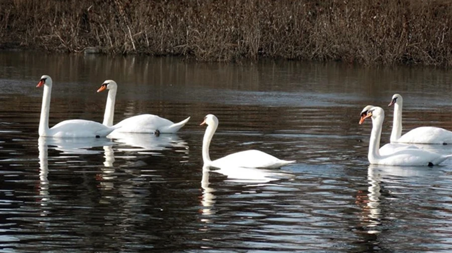 Птицы в Аскании-Новой погибли от яда – Госпродпотребслужба