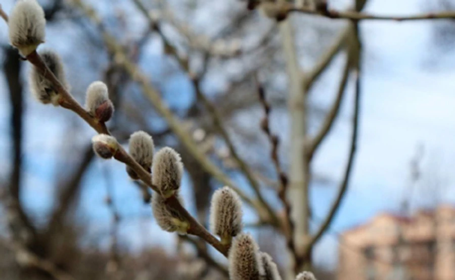 Весна поза карантином: атмосфера хвилюється, але працює