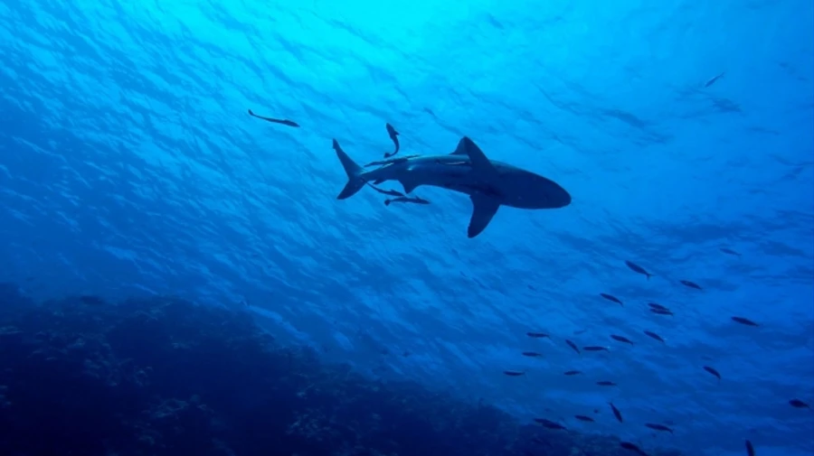 Акула в Египте напала на 2 туристов: погиб работник Еврокомиссии