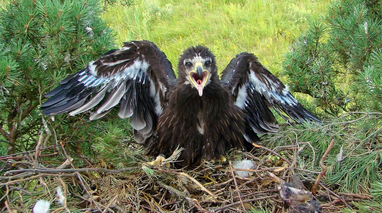 Кілька годин через болота до потрібного дерева: науковці показали, як кільцюють рідкісних птахів