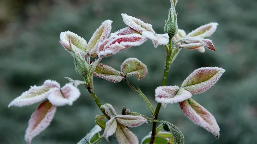 В Киев пришли морозы