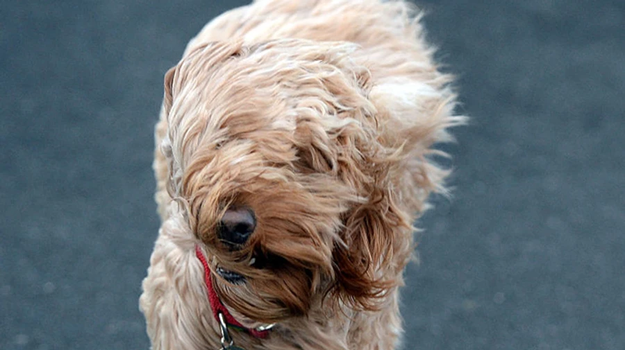 Киян попередили про сильний вітер: 1 рівень небезпечності