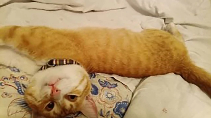 Four and a half years in Russian captivity together: soldier comes home with his faithful cat – photos