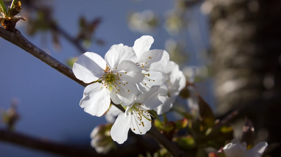 В Україну йде потепління