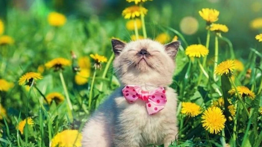 На выходные кратковременные дожди попытаются угомонить жару под 40°