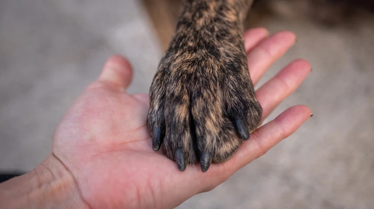 На Київщині охоронця супермаркета звинуватили у жорстокому вбивстві безпритульного собаки