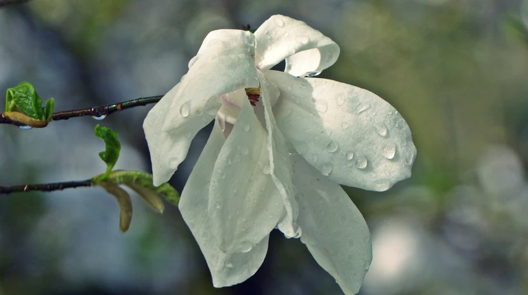 В Україні буде тепло, але дощитиме