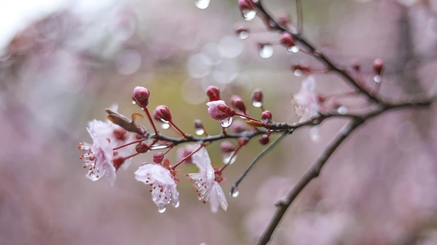 На вихідних в Україні дощитиме, але буде тепло