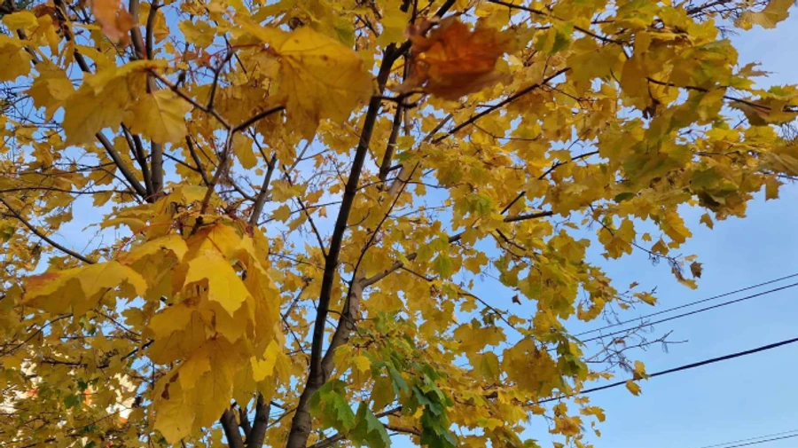 Теплий листопад поставив нові рекорди на Київщині