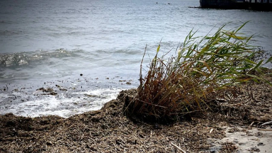 Beaches in Odesa declared unfit for visiting, swimming prohibited