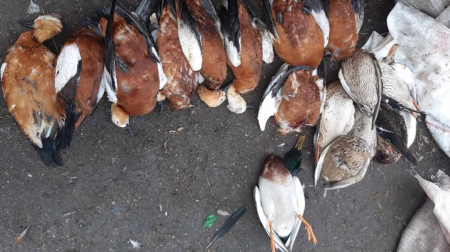 В Асканії-Новій знову масово гинуть птахи