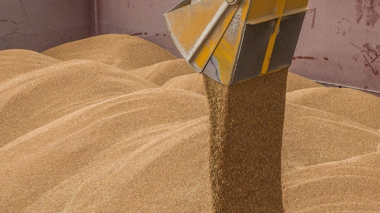 Russian wheat exports expected to fall by third due to attacks in Sea of Azov