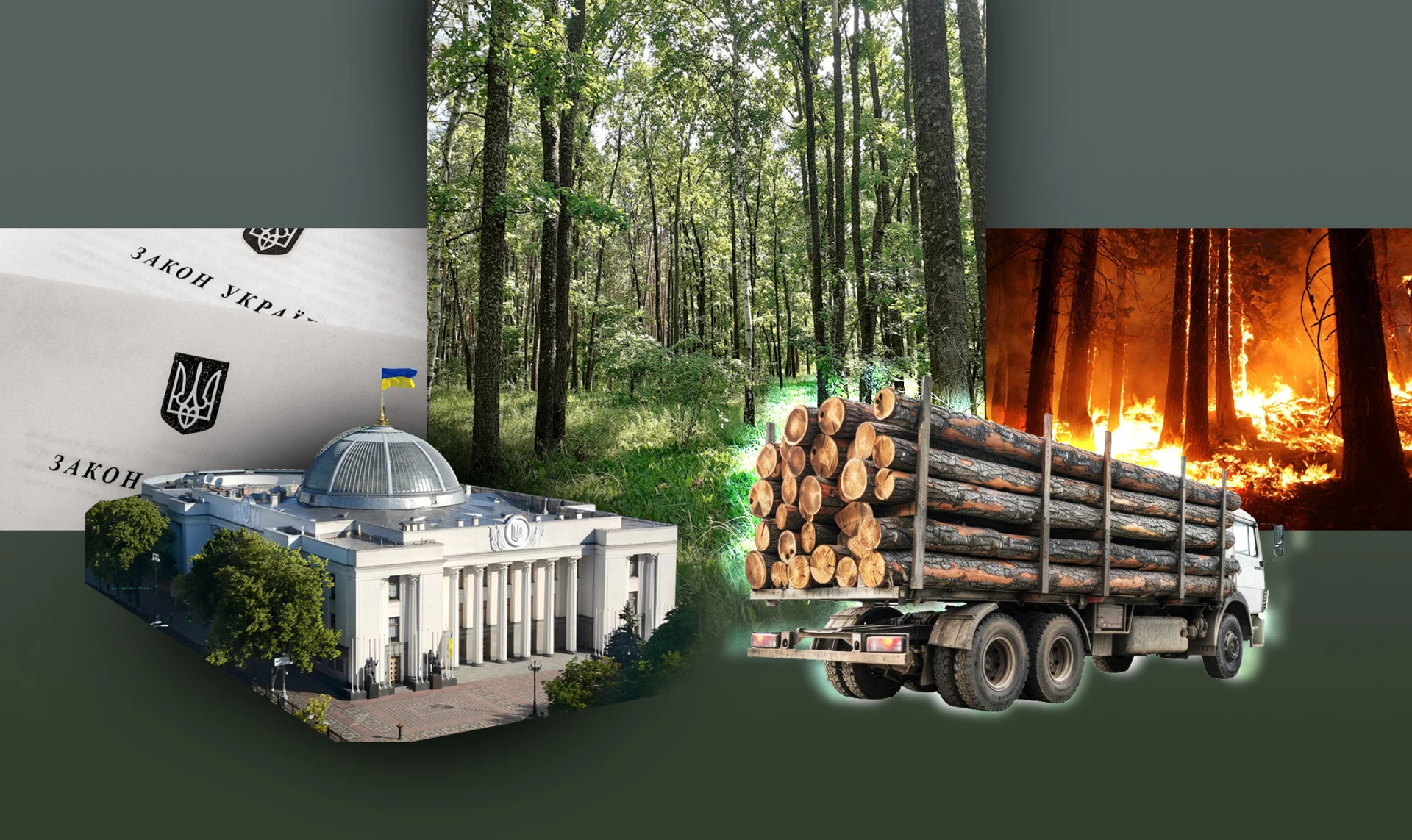 Зеленый свет санитарным рубкам. Законопроект, который украинские леса не переживут