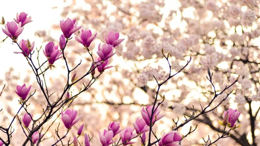 У Київ прийшла метеорологічна весна