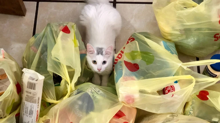 В Украине с пятницы запретят одноразовые пластиковые пакеты