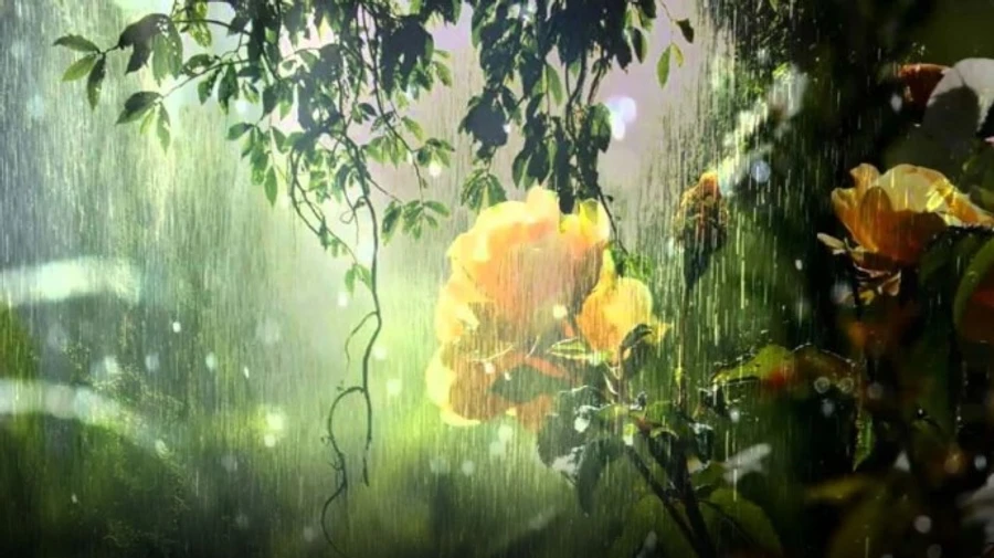 Погода на следующую неделю: жара и дожди