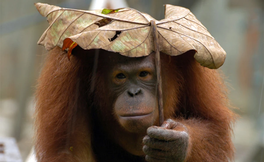 Україну заллє дощами, сухим лишиться тільки одне місце