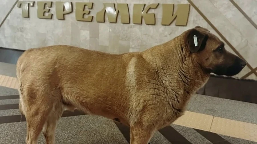 У Київському метрополітені кажуть, що не переставали впускати пса Мішу в укриття під час тривог