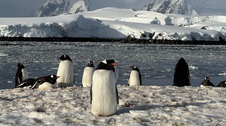 Могут ли пингвины летать? Полярники показали подводную жизнь самых больших птиц Антарктиды