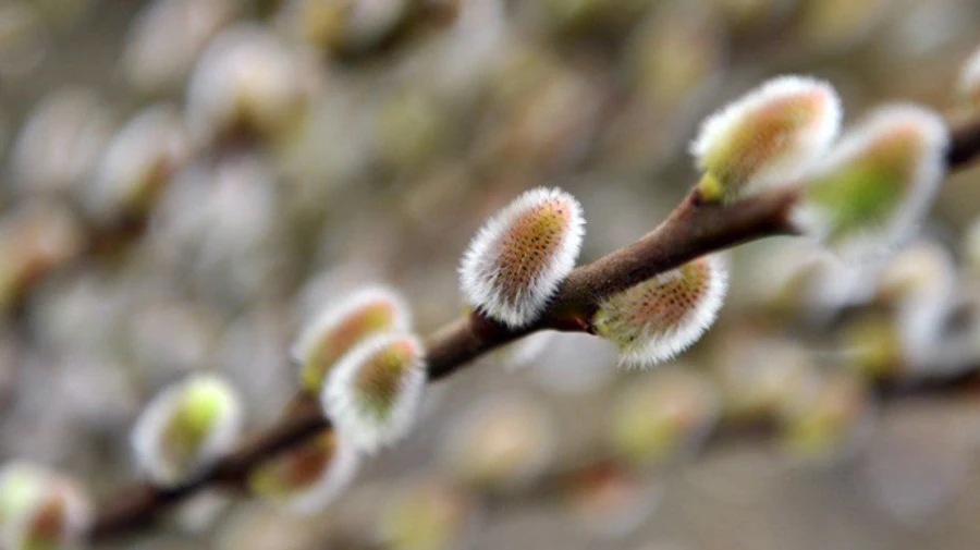 Апрель в Киеве начался с температурного рекорда