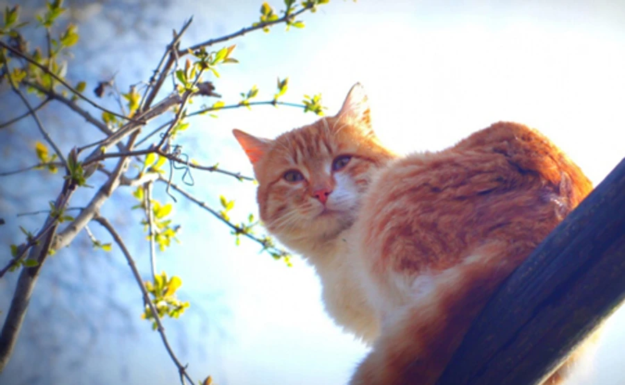 На вихідних потеплішає до +18