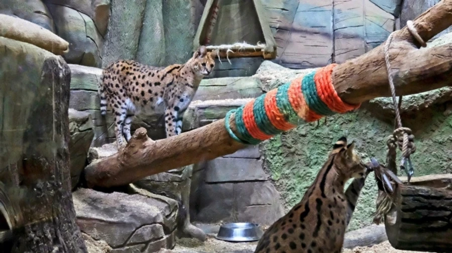 Kyiv Zoo shows new home for servals rescued from Donetsk Oblast – photos, video