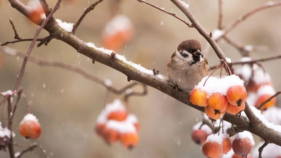Лютий прийде з дощем і снігом