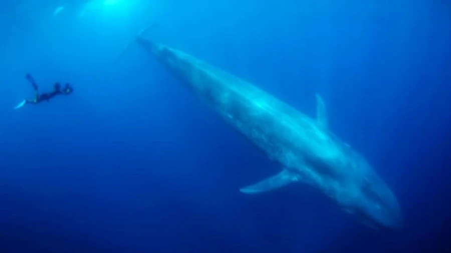 Украинские ученые установили возраст кита, скелет которого нашли в Антарктиде