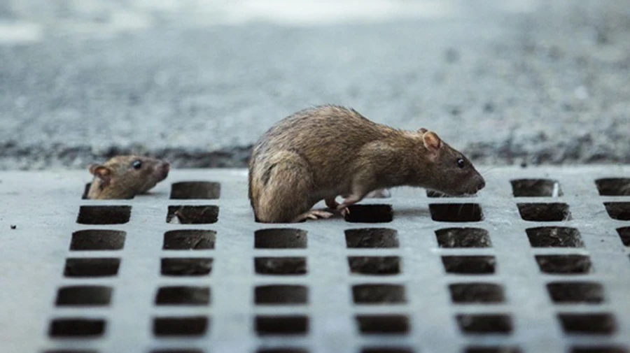 На Львовщине обнаружили первый случай хантавируса