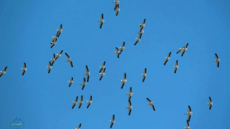 Перша зграя рожевих пеліканів дісталася України: де вони оселилися