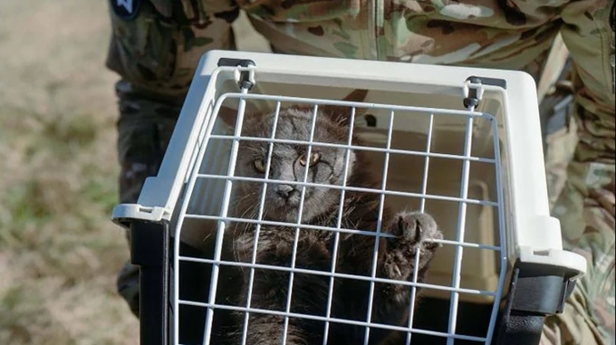 Special unit of Ukraine's Defence Intelligence evacuates 15 cats from Zmiinyi Island – photos
