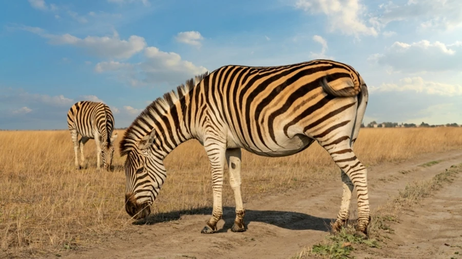 Russian occupiers take zebras from Askaniia-Nova natural reserve in occupied Kherson Oblast to Crimea