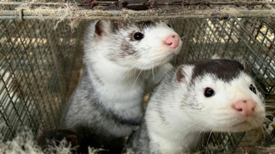 COVID-19: Украина будет пристально следить за норками